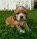 American Cocker Spaniel Puppies for sale in Topeka, IN 46571, USA. price: $850