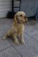 American Cocker Spaniel Puppies for sale in New Harmony, UT, USA. price: $100
