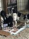 American Cocker Spaniel Puppies for sale in Howell, MI, USA. price: NA