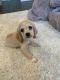 American Cocker Spaniel Puppies for sale in Fontana, CA 92336, USA. price: $900