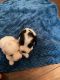 American Cocker Spaniel Puppies for sale in Grovetown, GA 30813, USA. price: NA