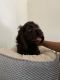American Cocker Spaniel Puppies for sale in Salem, OR, USA. price: $1,000