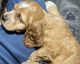 American Cocker Spaniel Puppies for sale in Brooklyn, NY, USA. price: $1,800