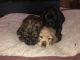 American Cocker Spaniel Puppies for sale in Omaha, NE, USA. price: NA