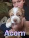 American Cocker Spaniel Puppies for sale in Gladwin, MI 48624, USA. price: $1,000