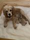 American Cocker Spaniel Puppies for sale in New Britain, CT 06053, USA. price: $2,000
