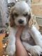 American Cocker Spaniel Puppies for sale in Los Angeles, CA 90044, USA. price: $1,100