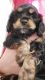 American Cocker Spaniel Puppies for sale in Usa Today Way, Murfreesboro, TN 37129, USA. price: $950