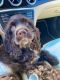 American Cocker Spaniel Puppies for sale in West Palm Beach, FL, USA. price: NA