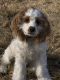 American Cocker Spaniel Puppies for sale in Sandy, UT 84092, USA. price: NA