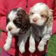 American Cocker Spaniel Puppies for sale in Milford Charter Twp, MI, USA. price: NA