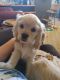 American Cocker Spaniel Puppies for sale in Williamstown, OH 45897, USA. price: $1,000