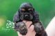 American Cocker Spaniel Puppies for sale in Brooklyn, NY, USA. price: NA