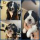 American Cocker Spaniel Puppies for sale in Pasadena, TX, USA. price: NA