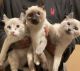 American Curl Cats for sale in Riverside, CA, USA. price: $850