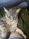American Curl Cats for sale in Arvada, CO, USA. price: $25
