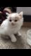 American Curl Cats for sale in 314 Bell Ave, McKees Rocks, PA 15136, USA. price: $200