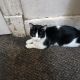 American Curl Cats for sale in Milwaukee, WI, USA. price: $150