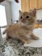 American Curl Cats for sale in Azusa, CA, USA. price: $200