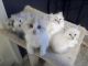 American Curl Cats for sale in Washington, DC, USA. price: NA