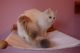 American Curl Cats for sale in Indianapolis, IN, USA. price: NA