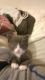 American Curl Cats for sale in Woodbury, MN, USA. price: NA