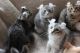 American Curl Cats for sale in Georgetown, GA, USA. price: NA