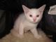 American Curl Cats for sale in Jerome, AZ 86331, USA. price: NA