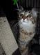 American Curl Cats for sale in Phoenix, AZ, USA. price: NA