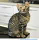 American Curl Cats for sale in Crestline, CA, USA. price: $2,000