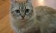 American Curl Cats for sale in Los Angeles, CA, USA. price: $400