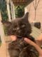 American Curl Cats for sale in Canton, NC 28716, USA. price: NA