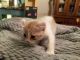 American Curl Cats for sale in Ocala, FL, USA. price: NA