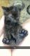 American Curl Cats for sale in Marysville, CA, USA. price: NA