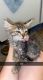 American Curl Cats for sale in Marysville, CA, USA. price: NA