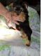 American English Coonhound Puppies for sale in Orlando, FL, USA. price: NA