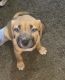 American English Coonhound Puppies for sale in Allendale Charter Twp, MI, USA. price: NA