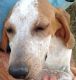 American English Coonhound Puppies for sale in Carlsbad, CA, USA. price: NA