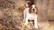 American English Coonhound Puppies for sale in Arden, DE 19810, USA. price: NA