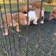 American English Coonhound Puppies
