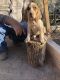 American English Coonhound Puppies for sale in Rio Rico, AZ 85648, USA. price: NA