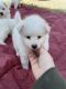 American Eskimo Dog Puppies for sale in Norco, CA, USA. price: $500