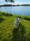 American Eskimo Dog Puppies for sale in Orlando, FL, USA. price: $5,000