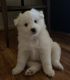 American Eskimo Dog Puppies for sale in Falls Church, VA, USA. price: NA