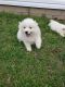 American Eskimo Dog Puppies for sale in Texas City, TX, USA. price: $300