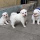 American Eskimo Dog Puppies for sale in New York, NY, USA. price: $210