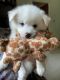 American Eskimo Dog Puppies for sale in Leetonia, OH 44431, USA. price: $550
