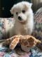 American Eskimo Dog Puppies for sale in Leetonia, OH 44431, USA. price: NA
