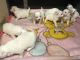 American Eskimo Dog Puppies for sale in Gainesville, GA, USA. price: NA