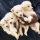 American Eskimo Dog Puppies for sale in Auburn, WA, USA. price: NA